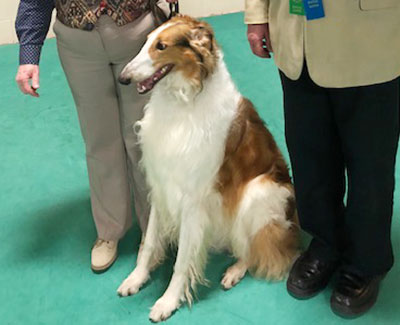 Top Obedience Borzoi 2021